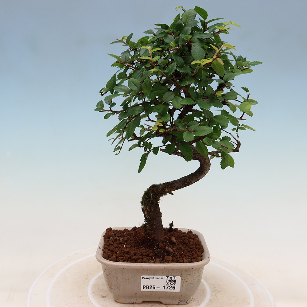 Bonsaï de chambre - Ulmus parvifolia - Orme à petites feuilles