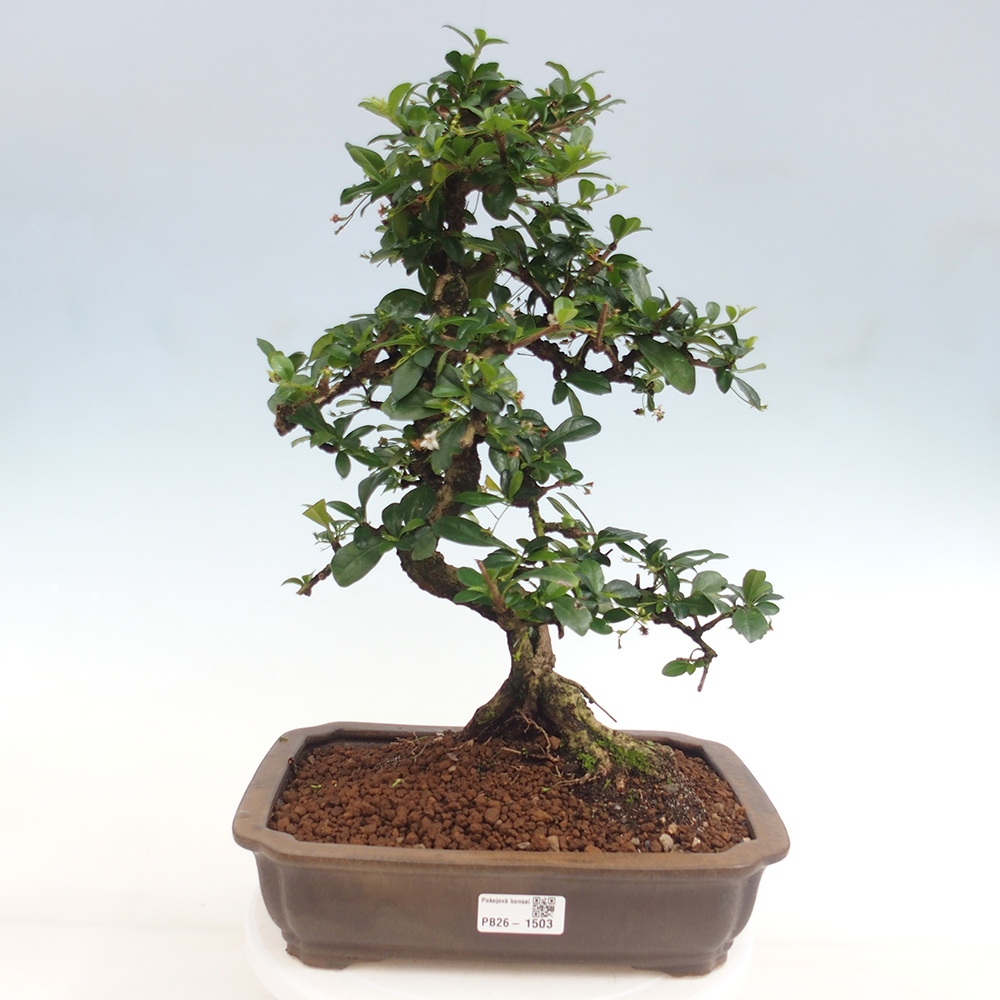 Bonsaï de chambre - Carmona macrophylla - Tea fuki