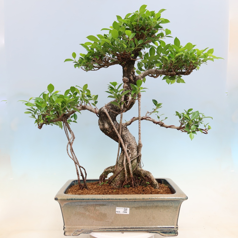 Salle bonsaï - Ficus kimmen - ficus à petites feuilles