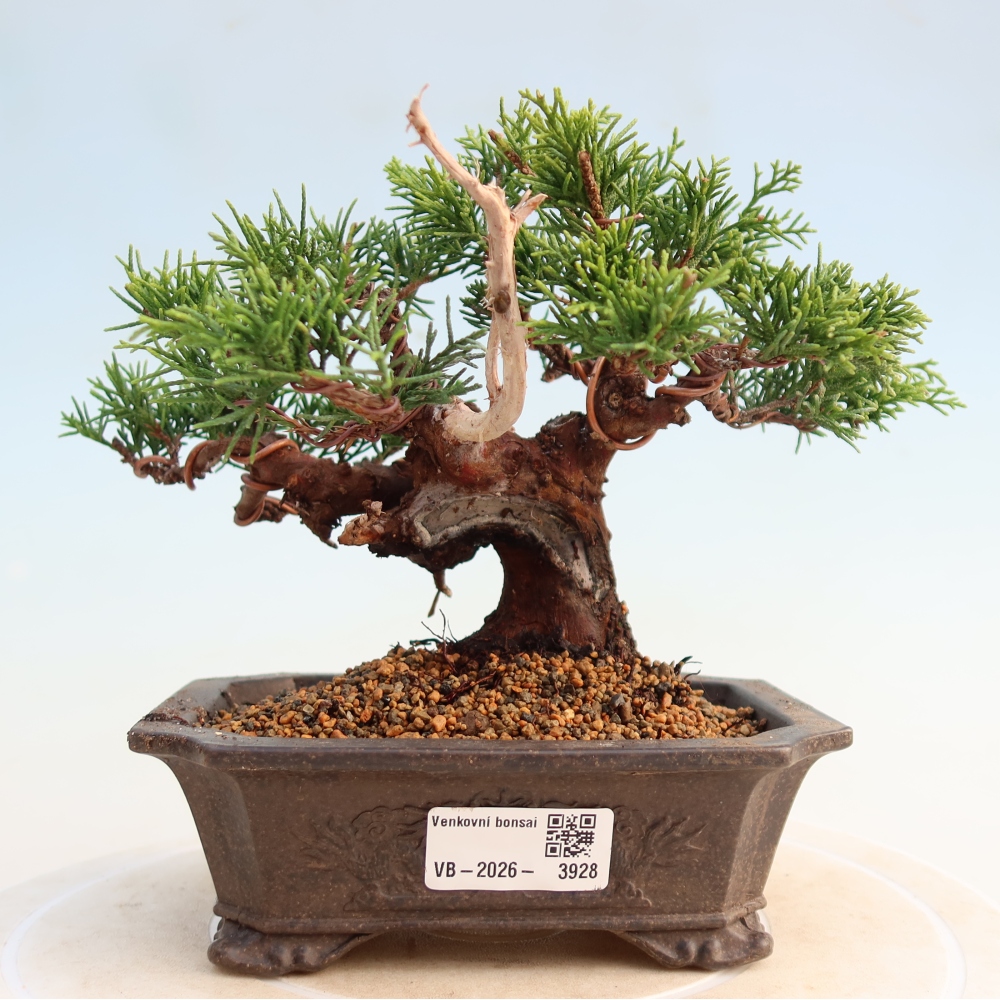 Bonsaï d'extérieur - Juniperus chinensis Itoigawa