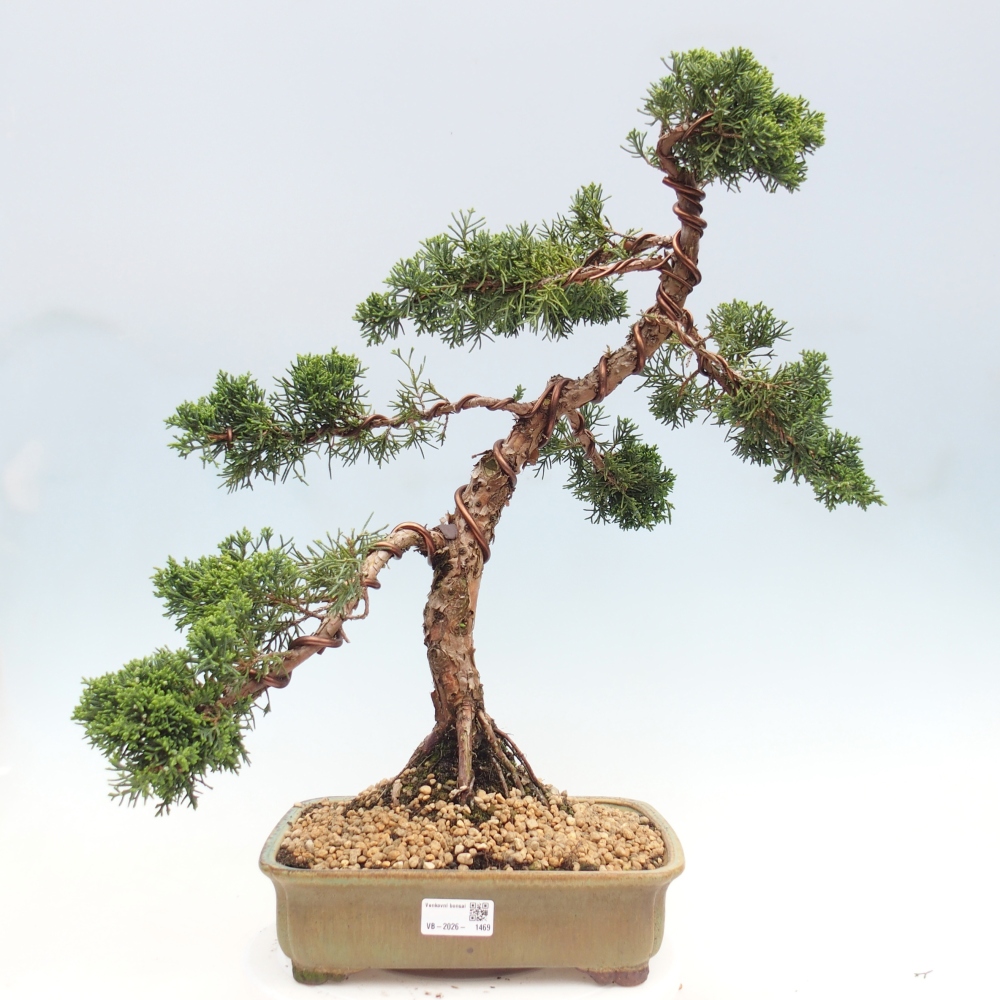 Bonsaï d'extérieur - Juniperus chinensis Kishu