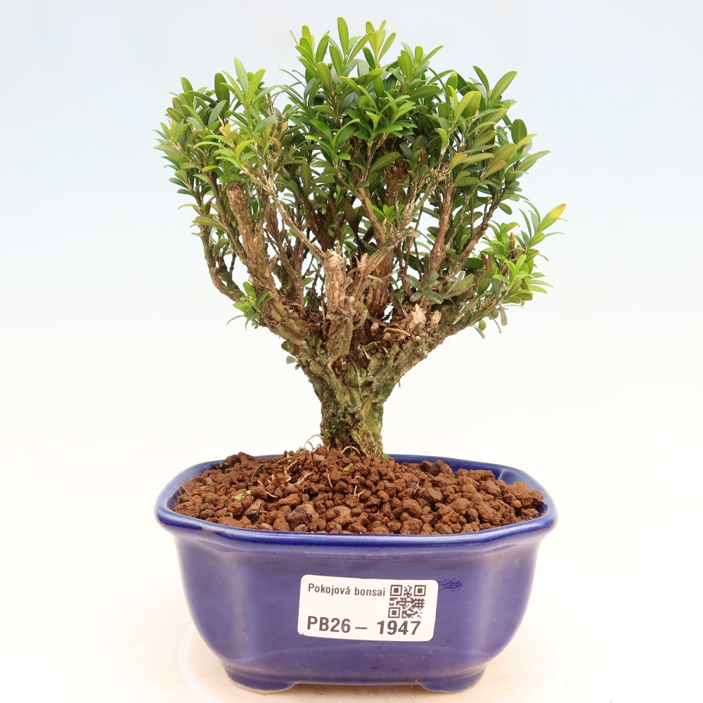 Bonsaï de chambre - Buxus harlandii - buxus liège