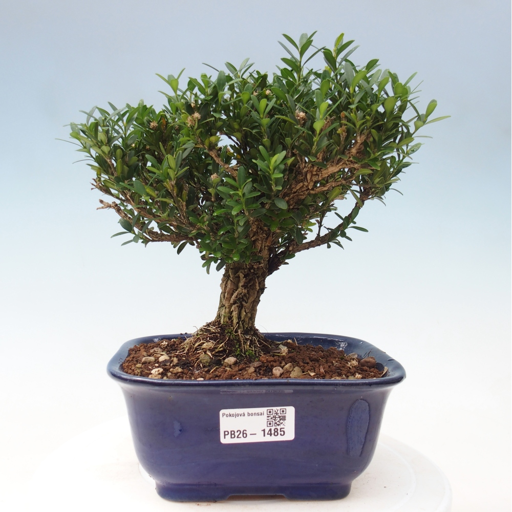 Bonsaï de chambre - Buxus harlandii - buxus liège