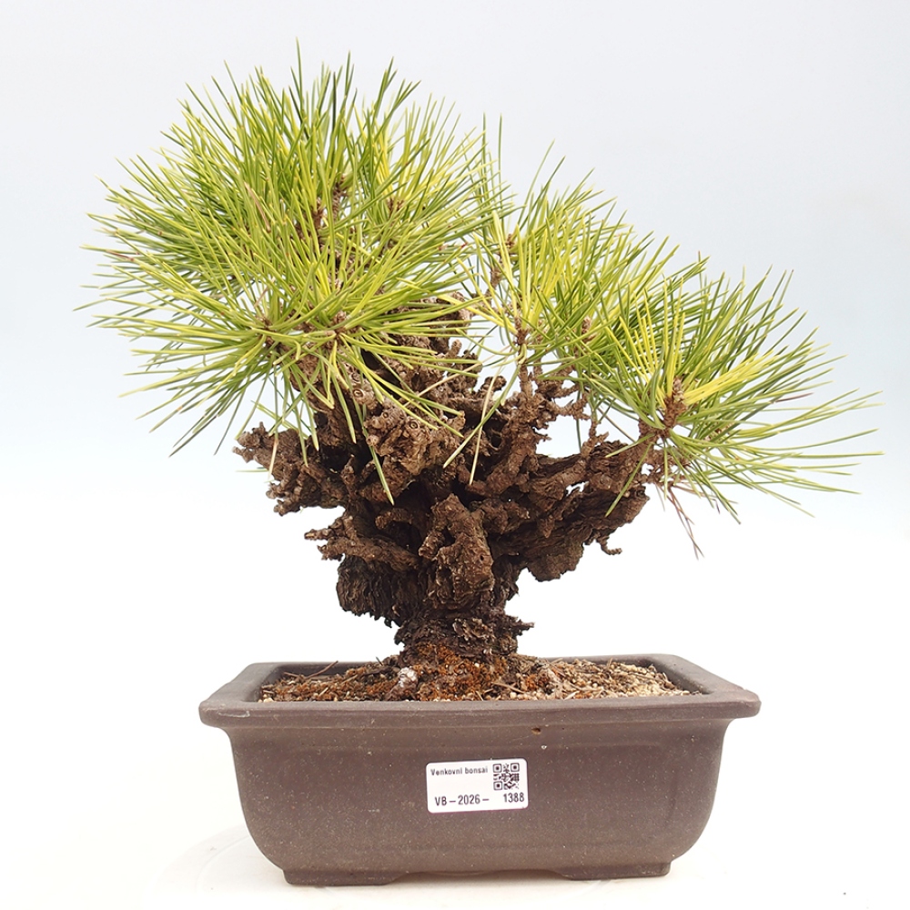 Bonsaï d'extérieur - Pinus thunbergii - Pin de Thunberg