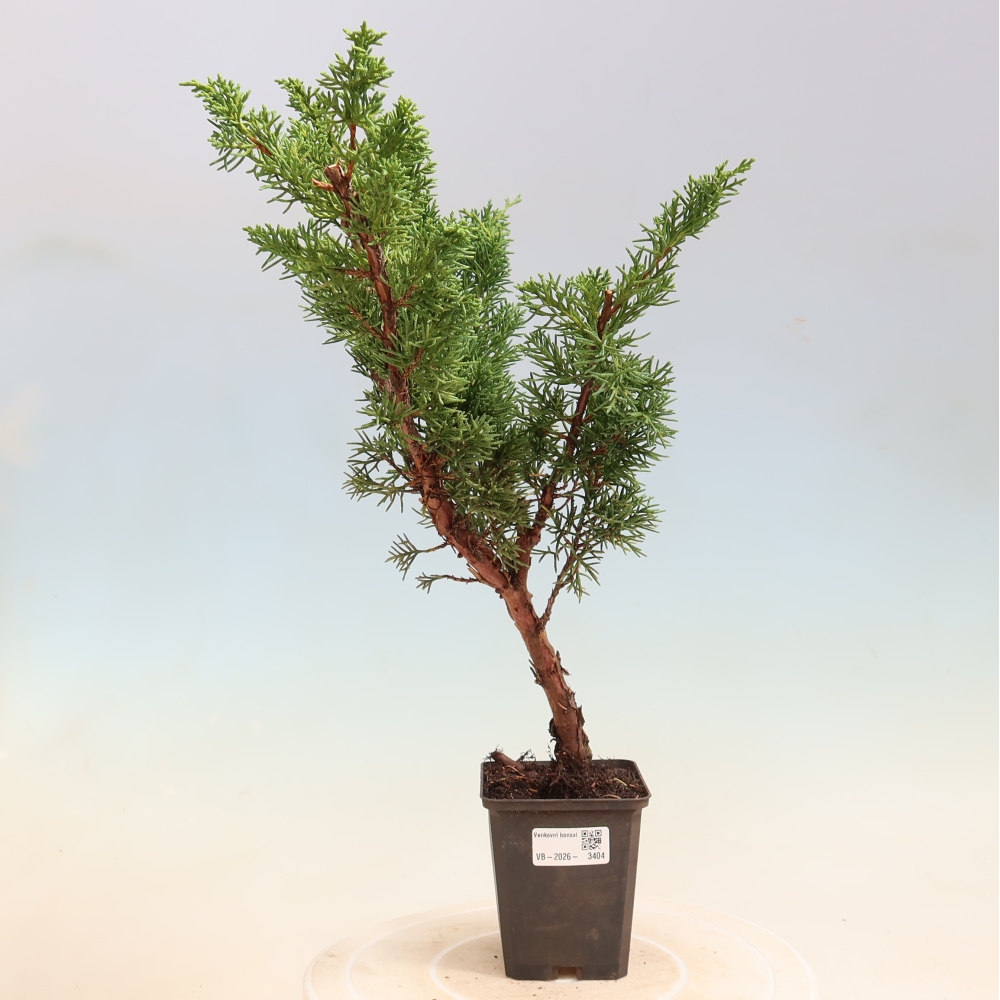 Bonsaï d'extérieur - Juniperus chinensis Kishu