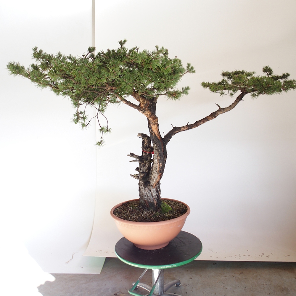 Yamadori - Pinus sylvestris Espagne