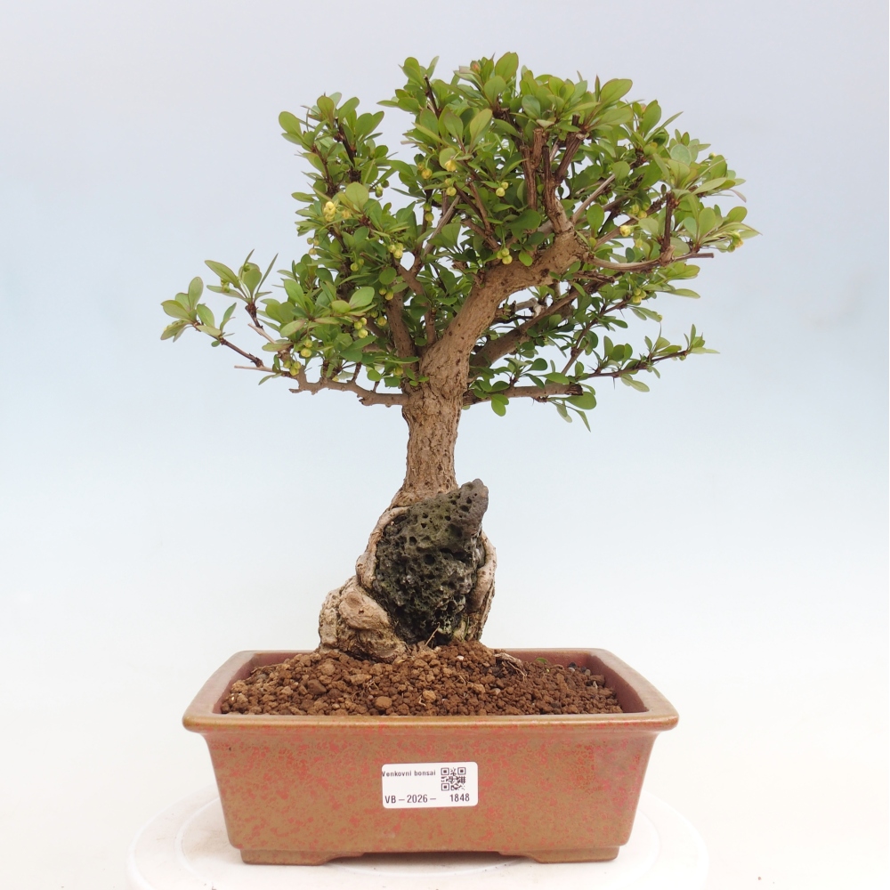 Bonsaï d'extérieur - Berberis coreana