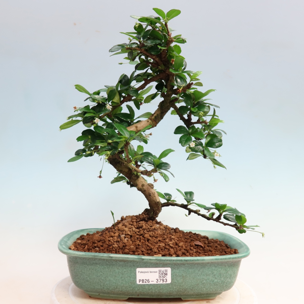 Bonsaï de chambre - Carmona macrophylla - Tea fuki