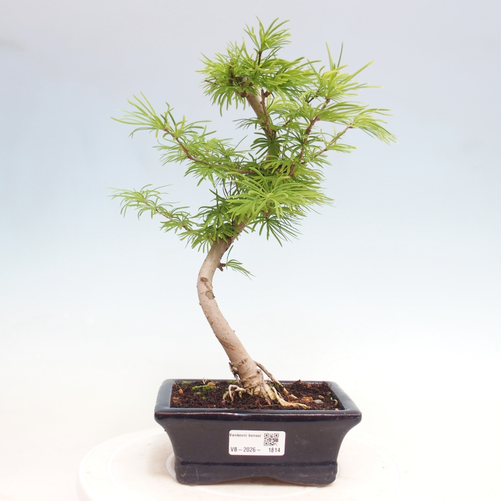 Bonsaï d'extérieur -Pseudolarix amabis-Pseudolarix amabis