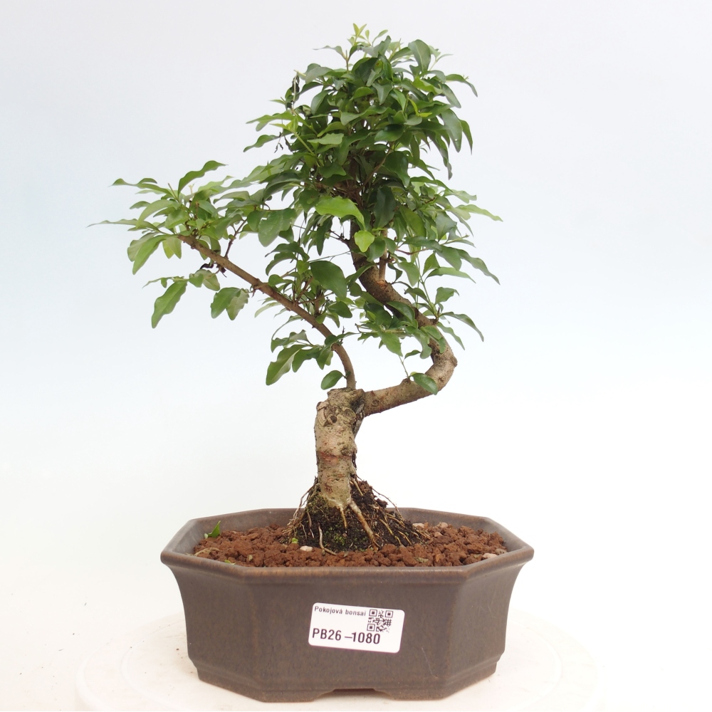 Bonsaï de chambre -Ligustrum chinensis - Bec d'oiseau