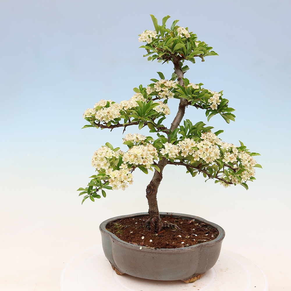 Bonsaï d'extérieur - Pyracantha teton - Pyracantha