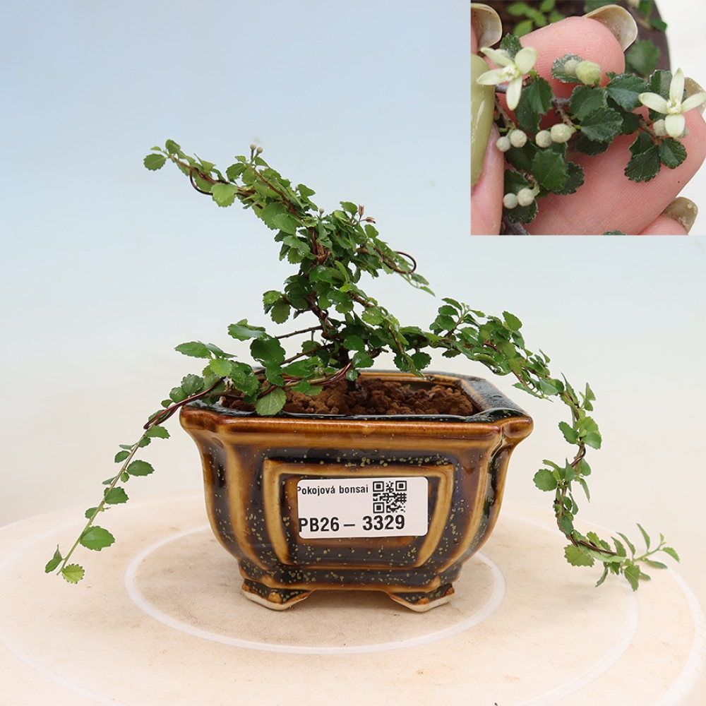 Bonsaï de chambre - Grewia sp. - Grewia malafolia