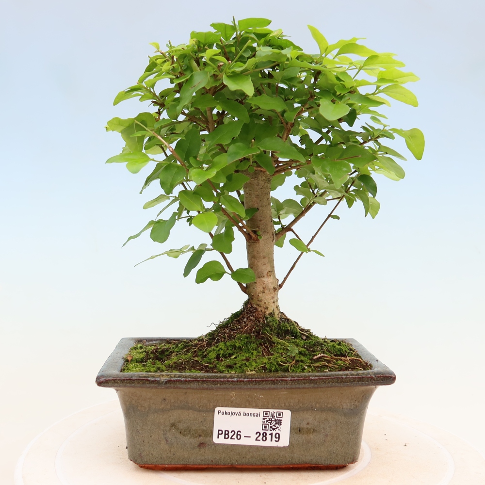 Bonsaï de chambre -Ligustrum chinensis - Bec d'oiseau