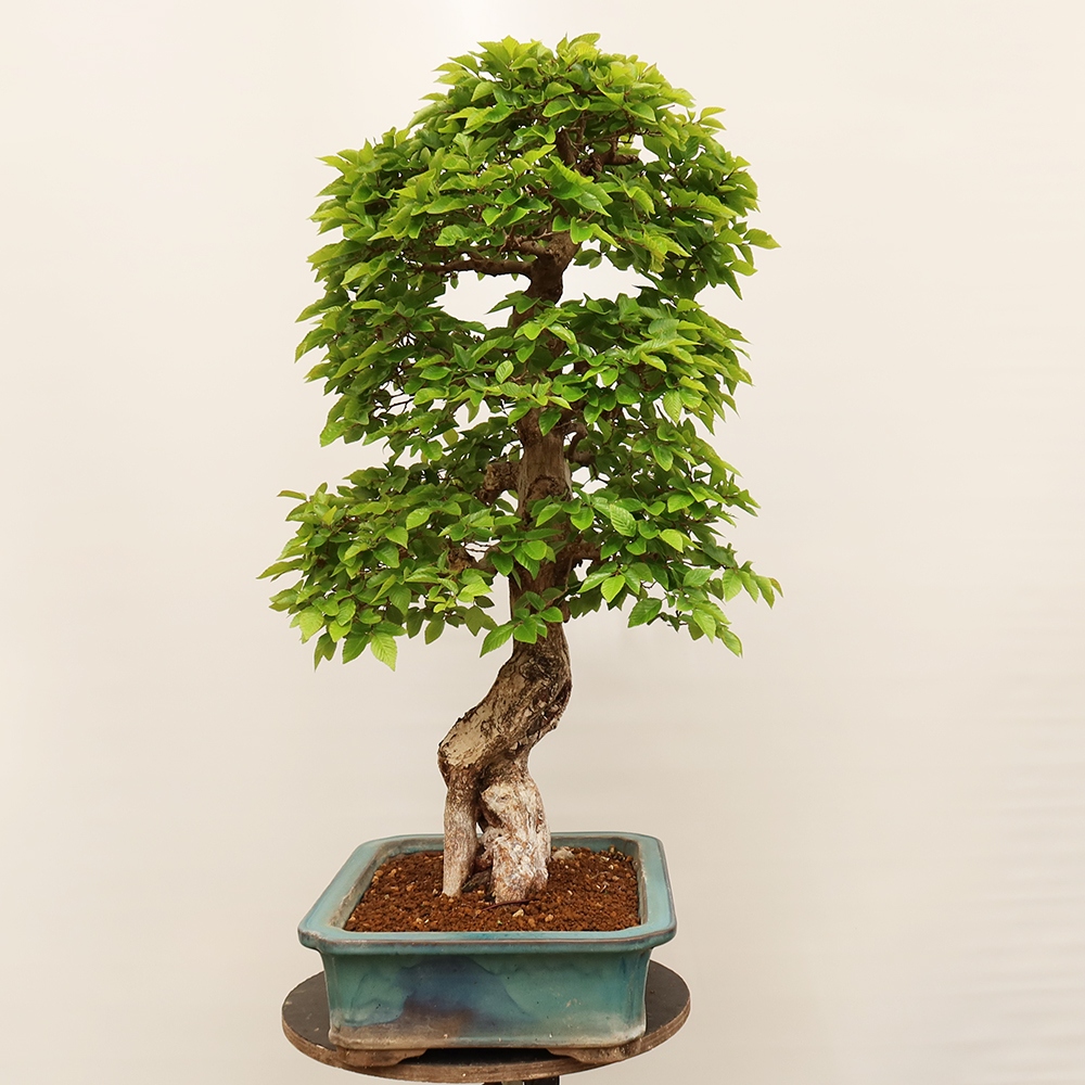 Bonsaï d'extérieur -Carpinus Coreana - Charme de Corée