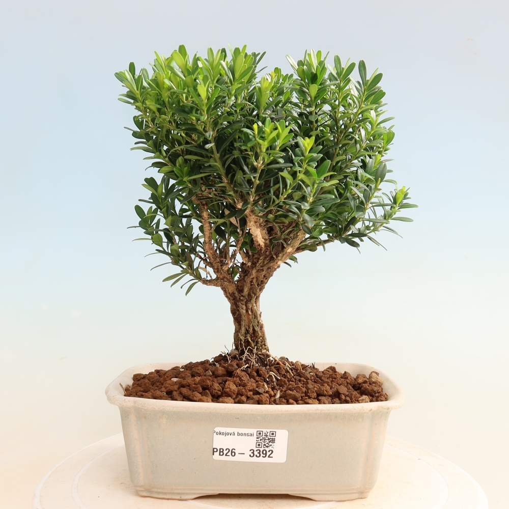 Bonsaï de chambre - Buxus harlandii - buxus liège