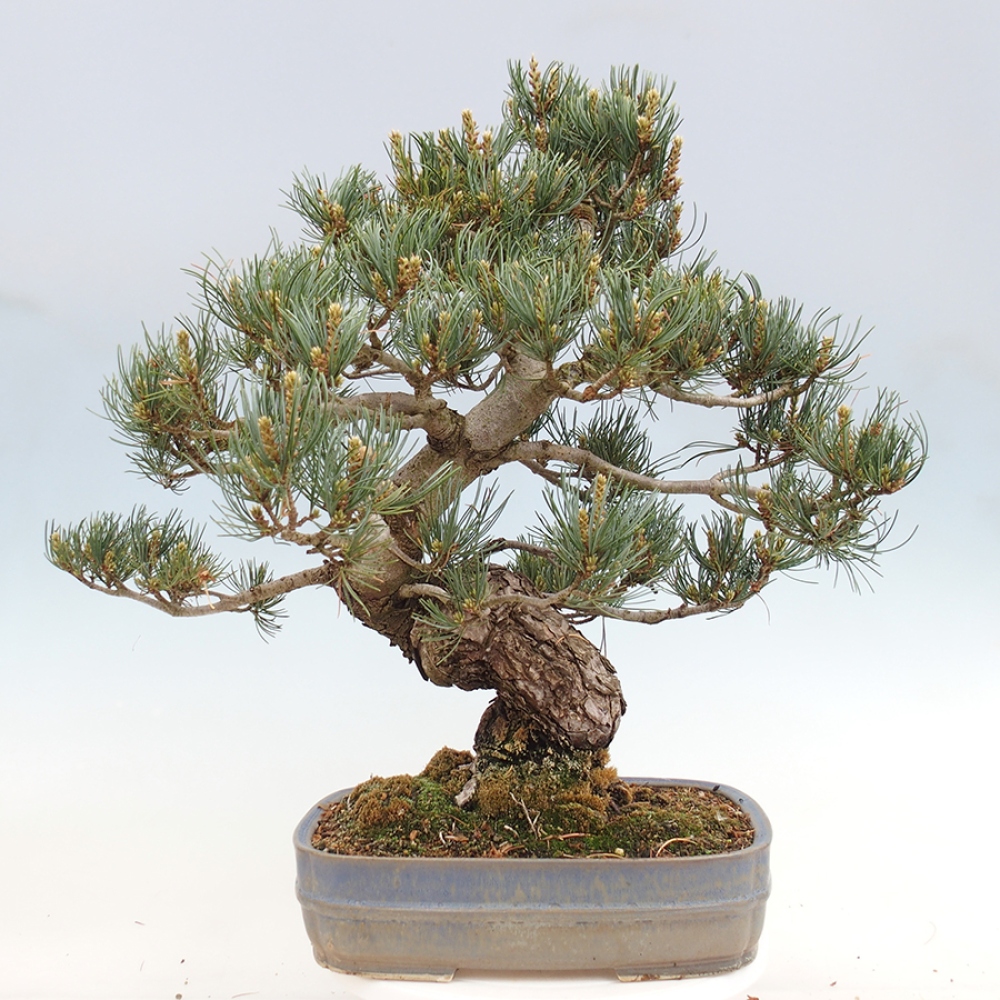 Bonsaï d'extérieur - Pinus parviflora - Pinus parviflora