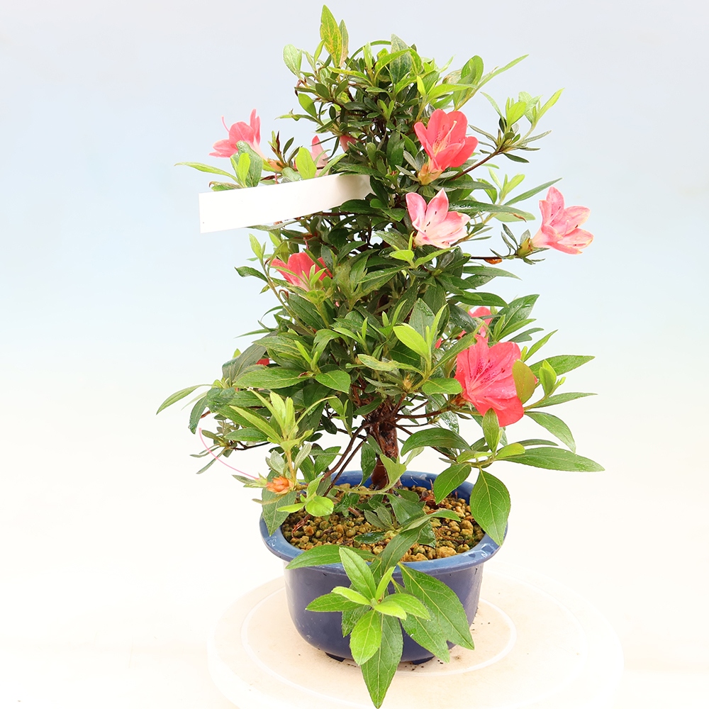 Bonsaï d'extérieur - Azalée japonaise - Azalea Beniko