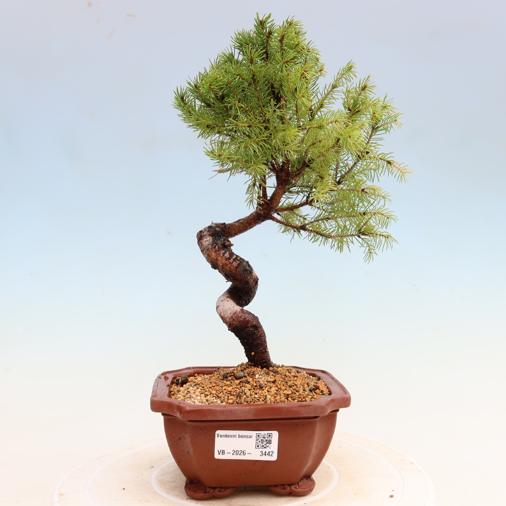 Bonsaï d'extérieur - Épicéa glauque - Picea glauca globe