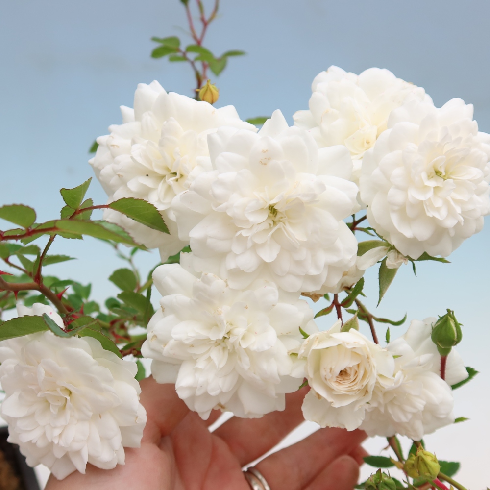 Bonsaï d'extérieur - Rosa Kordes - rose