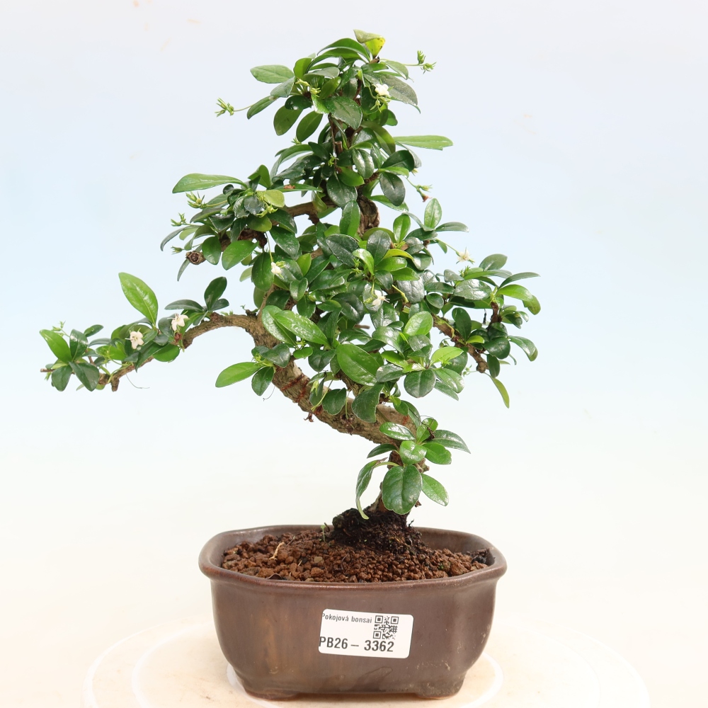 Bonsaï de chambre - Carmona macrophylla - Tea fuki