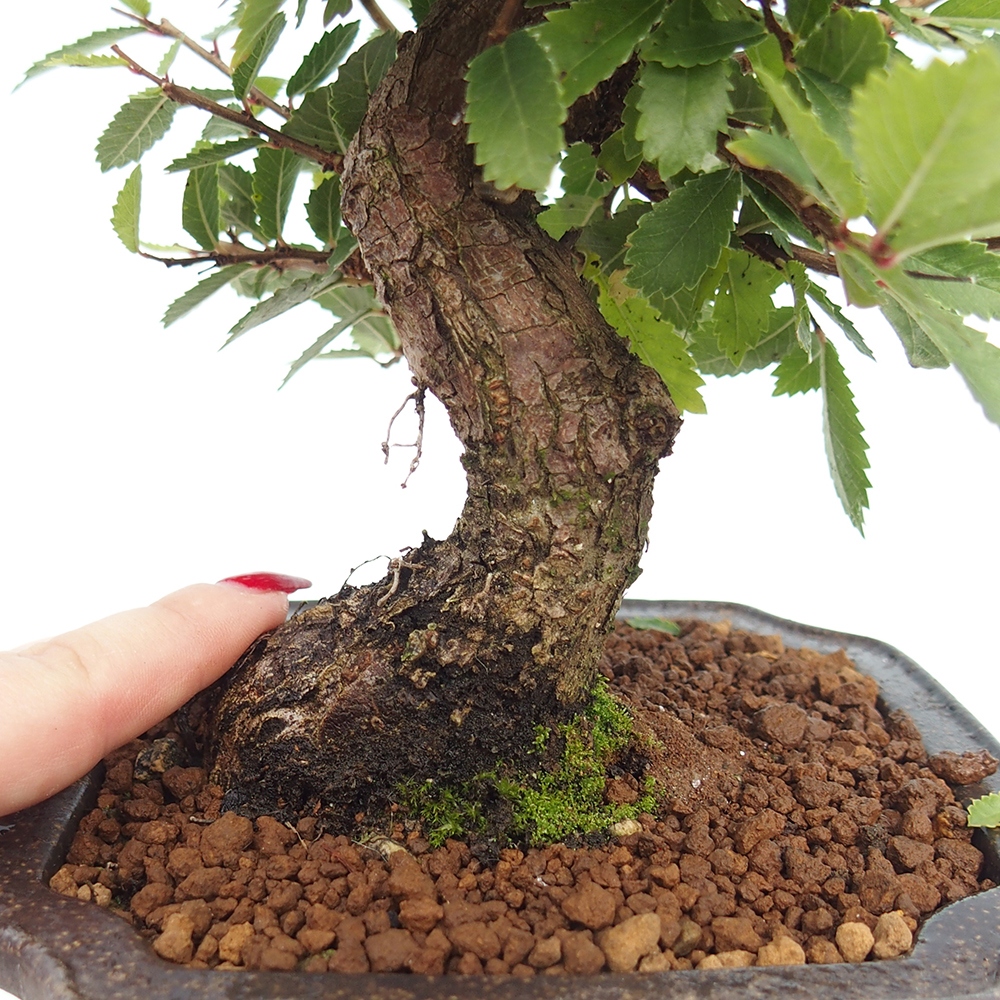 Bonsaï d'extérieur - Zelkova - Zelkova NIRE