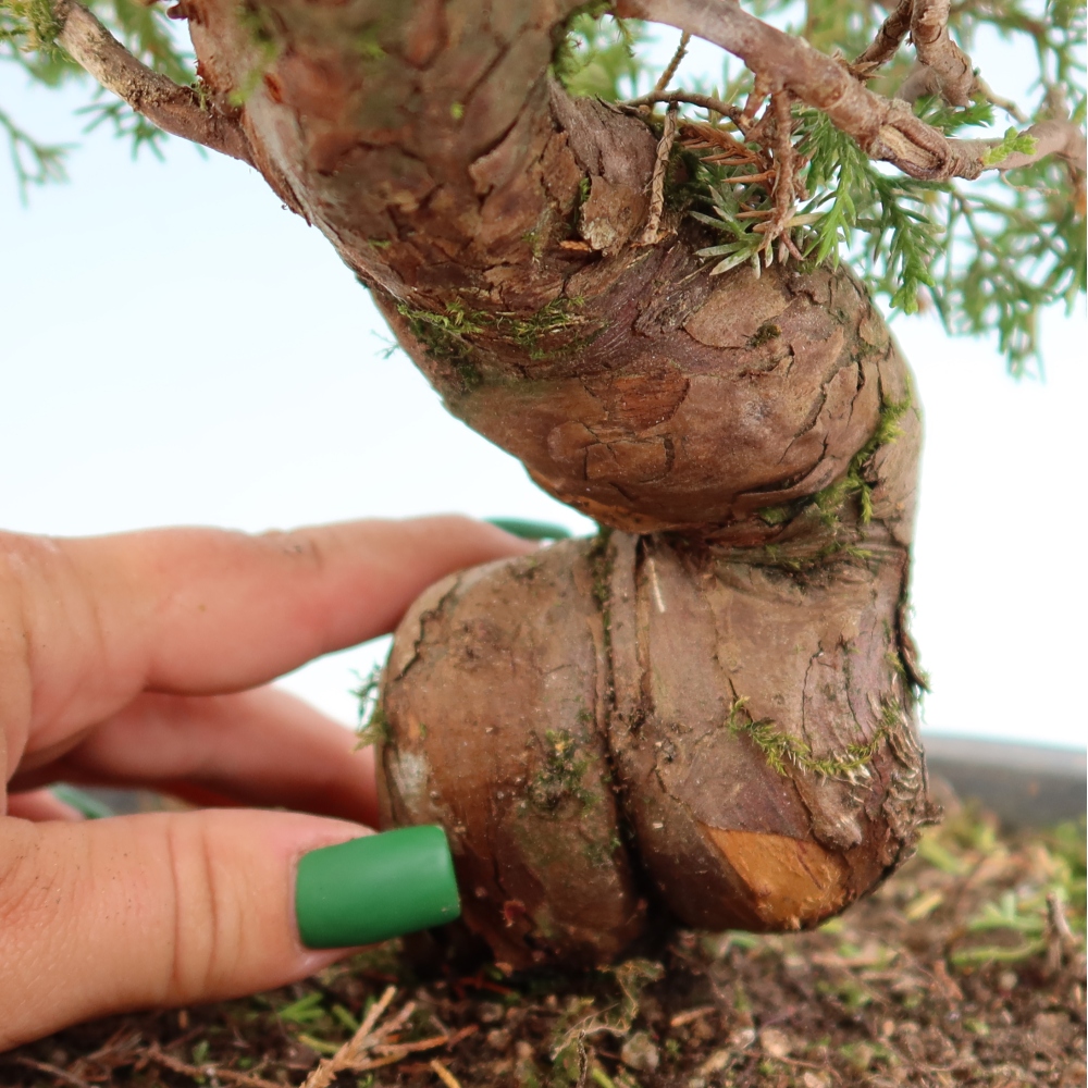Bonsaï d'extérieur - Juniperus chinensis Itoigawa-Juniperus chinensis