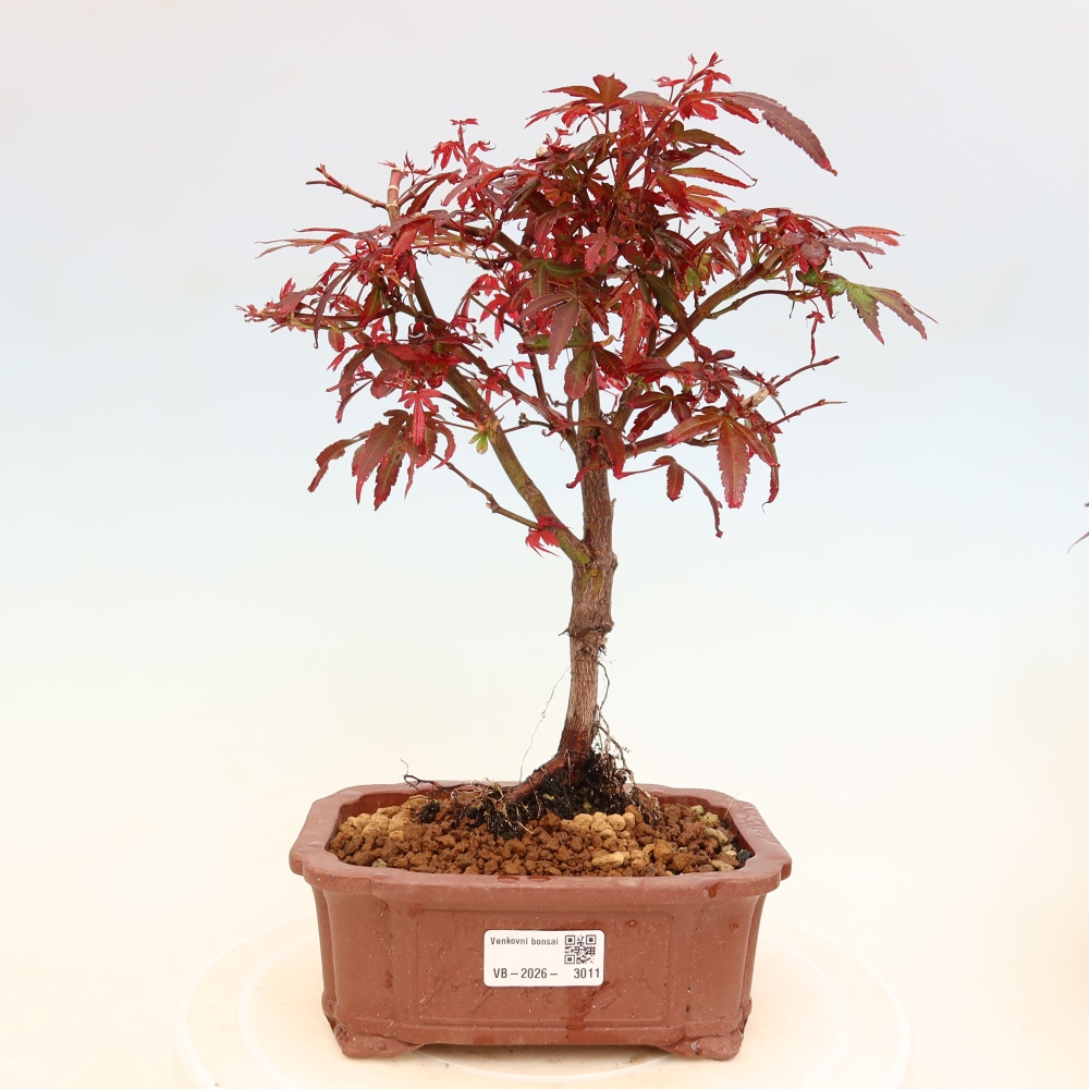 Bonsaï d'extérieur - Érable palmatum  - Acer palmatum Berry Broom 