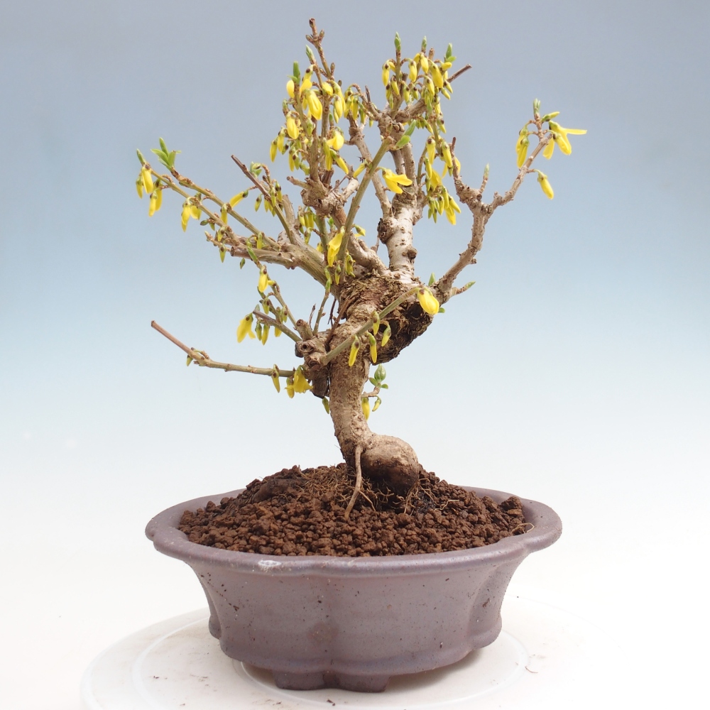 Bonsaï d'extérieur - Zlatice - Forsythia koreana