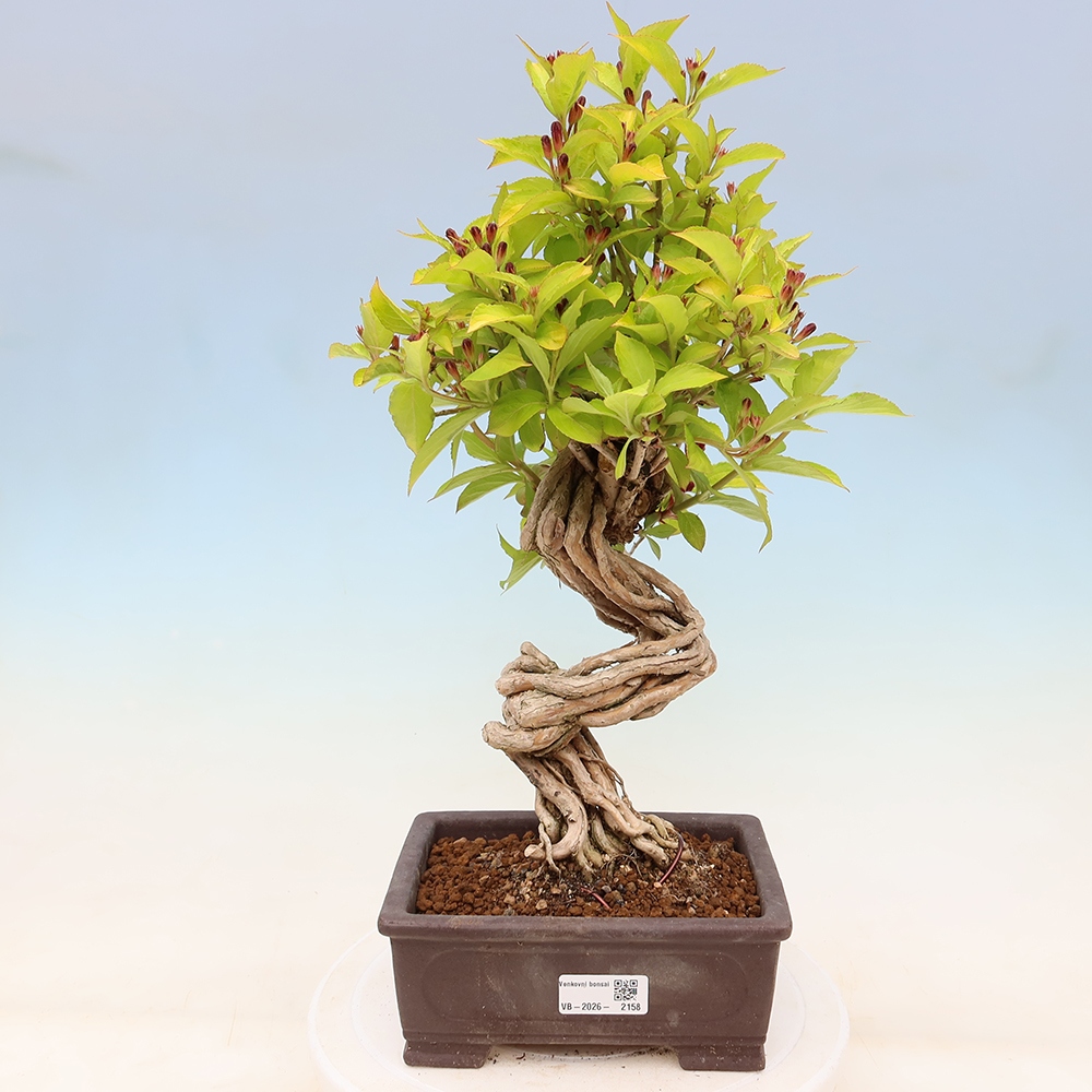 Bonsaï d'extérieur - Weigela subsessilis - Weigela de Corée