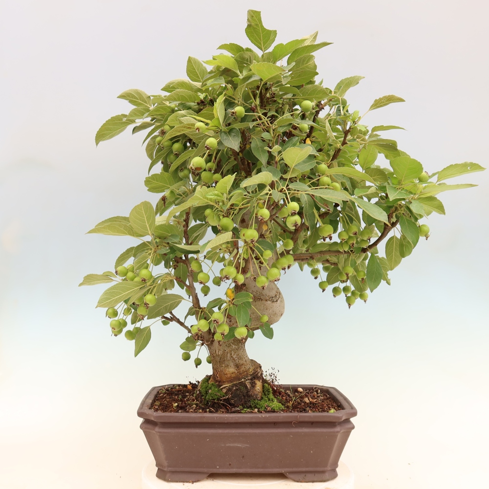 Bonsaï d'extérieur -Malus halliana - Pommier à petits fruits