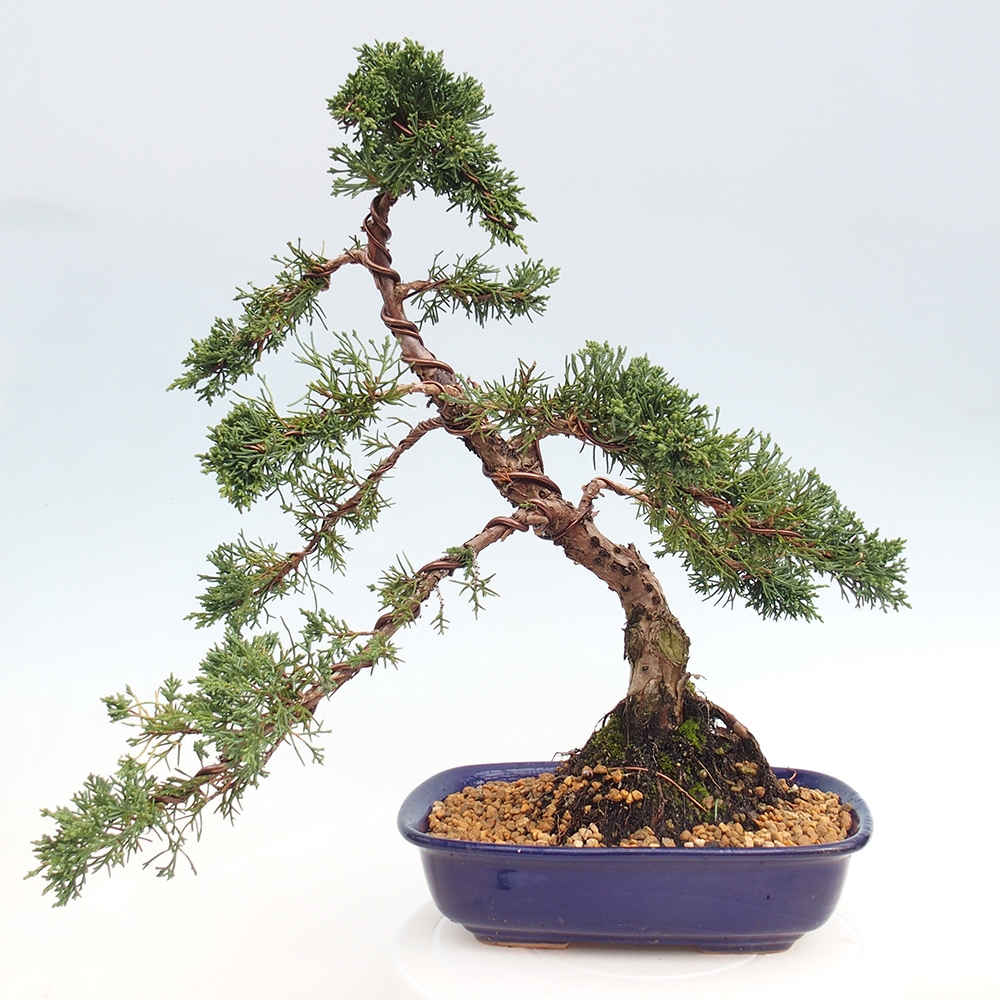 Bonsaï d'extérieur - Juniperus chinensis Kishu