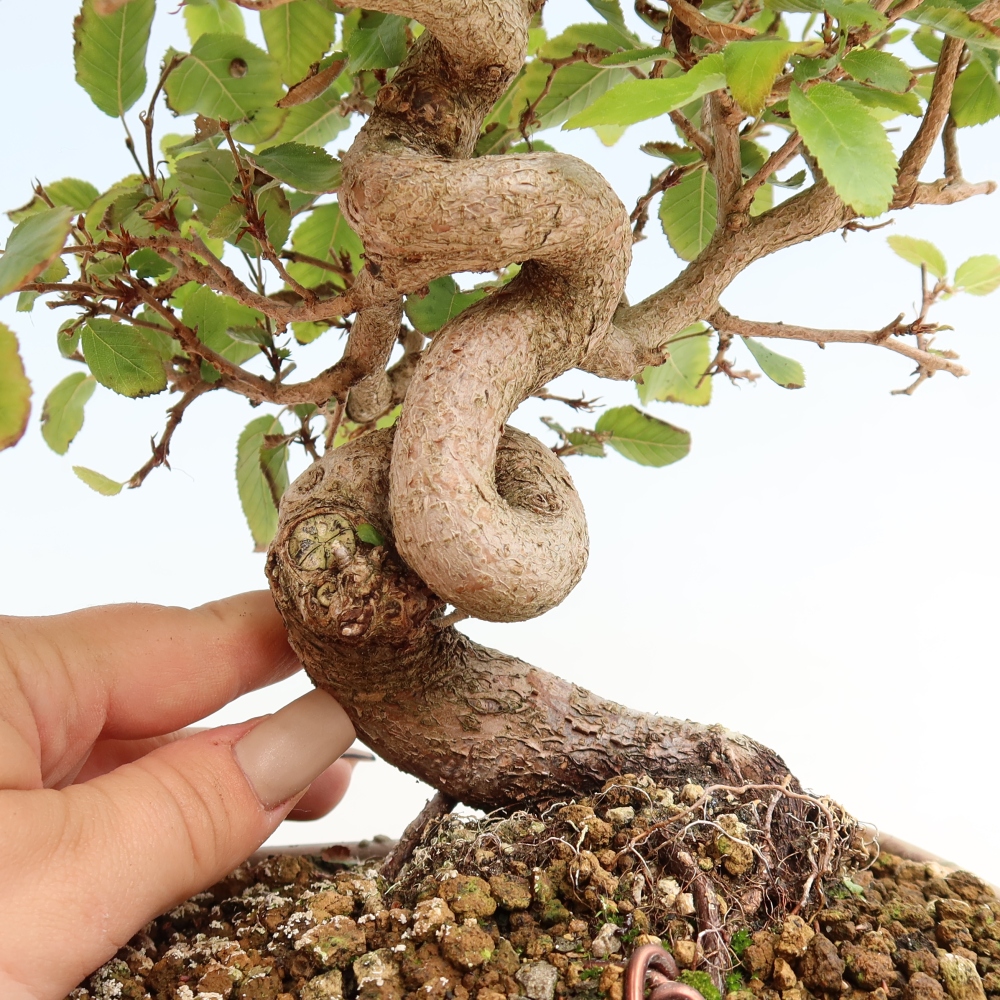 Bonsaï d'extérieur -Carpinus CARPINOIDES - Charme de Corée