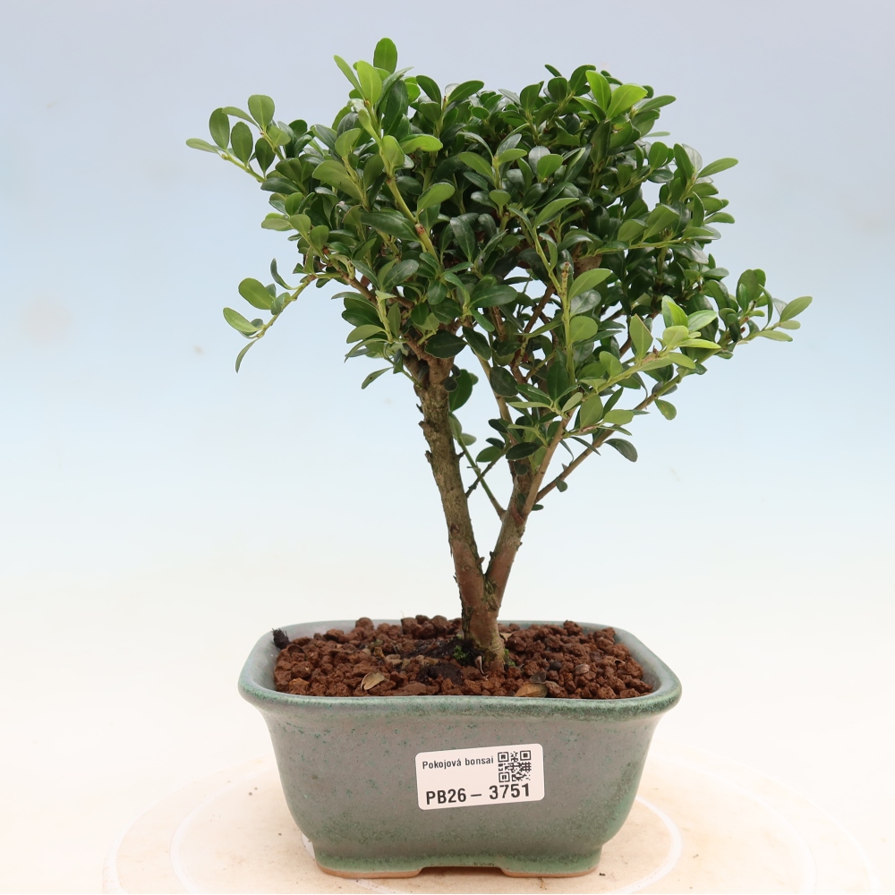 Bonsaï de chambre - Ilex crenata - Houx