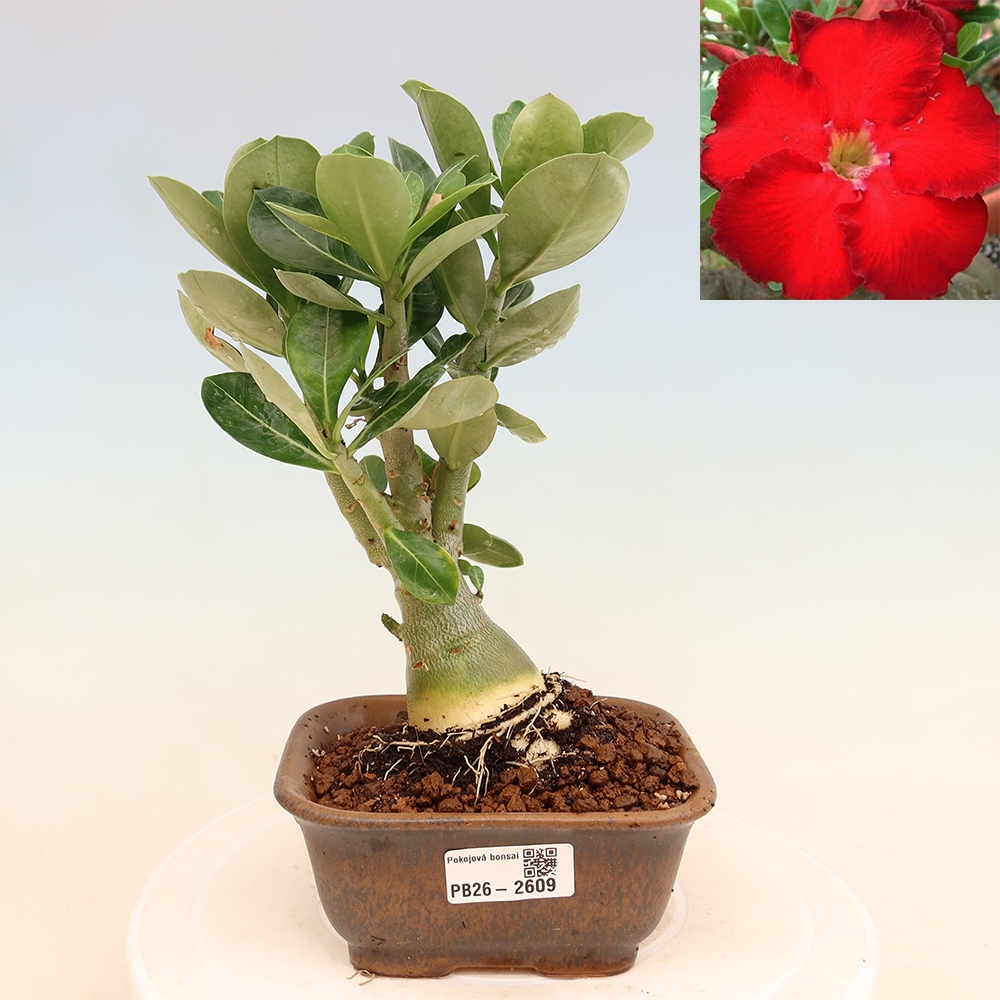 Bonsaï d'intérieur - Adenium obesum Red Star - Rose du désert