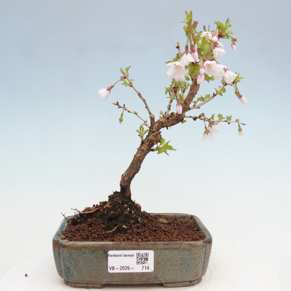 Bonsaï d'extérieur - Prunus incisa Kojou-no mai-Plivon découpé