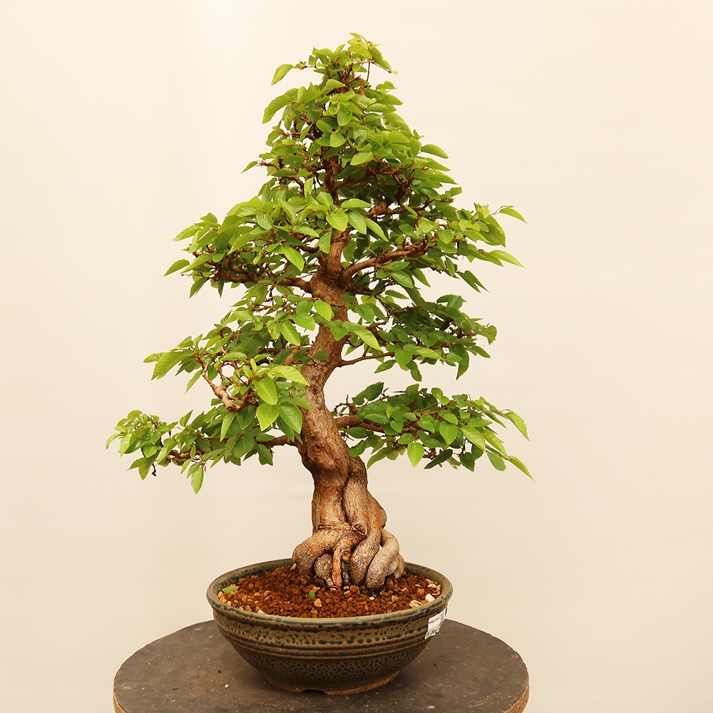 Bonsaï d'extérieur -Carpinus Coreana - Charme de Corée