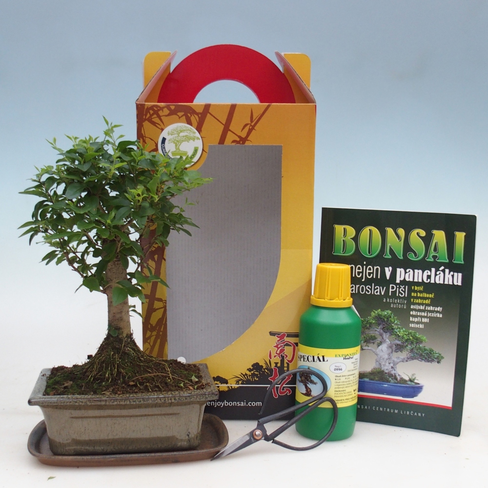 Bonsaï de chambre en boîte cadeau Ligustrum chinensis - Bec d'oiseau