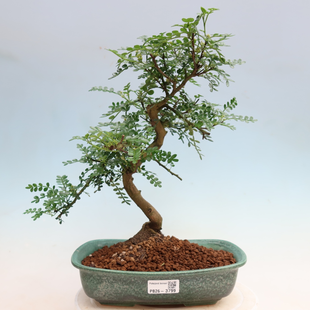 Salle bonsaï - Zantoxylum piperitum - arbre à poivre