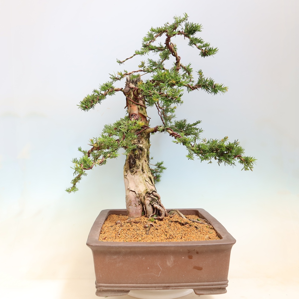 Bonsaï d'extérieur - Taxus baccata  - If rouge