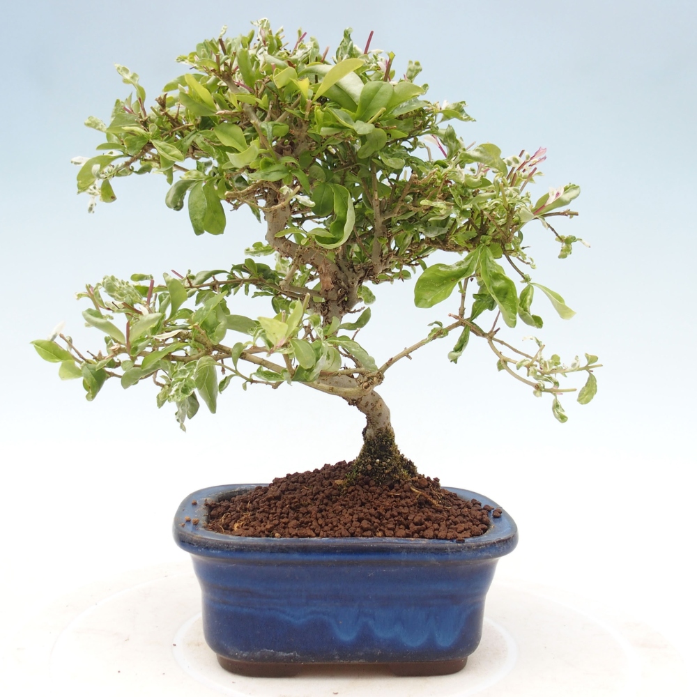 Bonsaï d'extérieur - Ligustrum obtusifolium