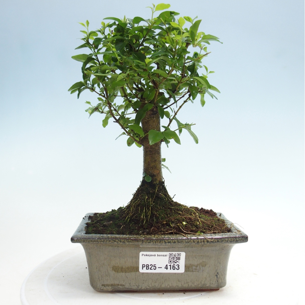 Bonsaï de chambre -Ligustrum chinensis - Bec d'oiseau