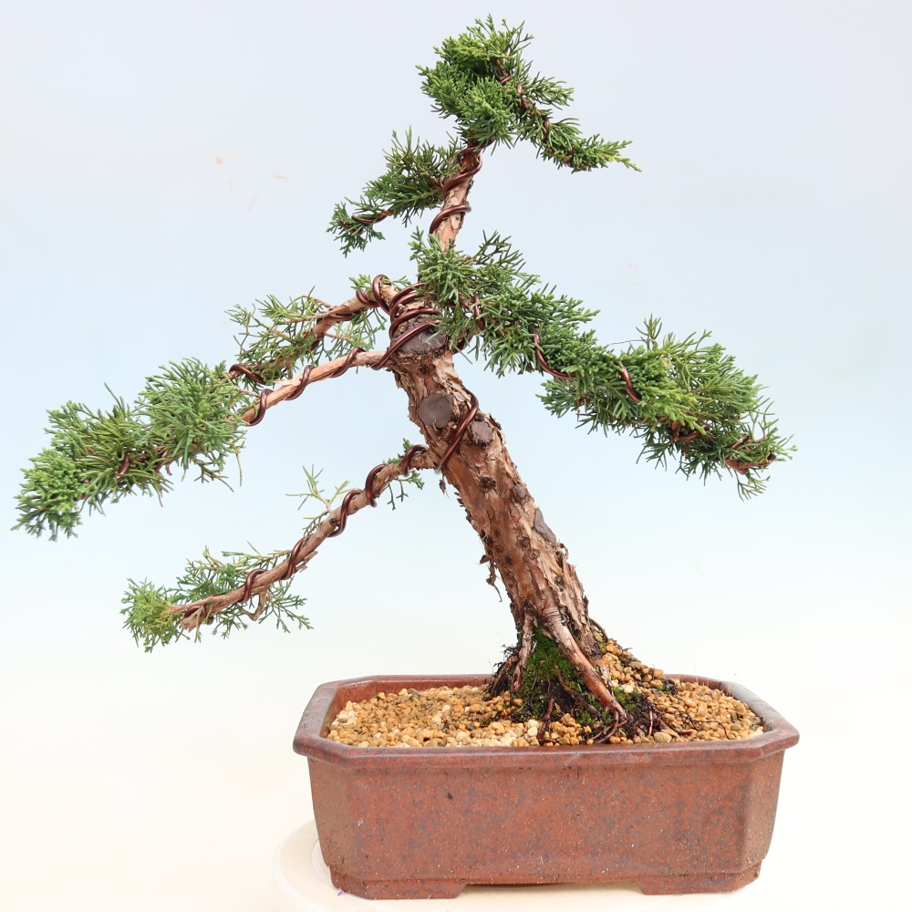 Bonsaï d'extérieur - Juniperus chinensis Kishu