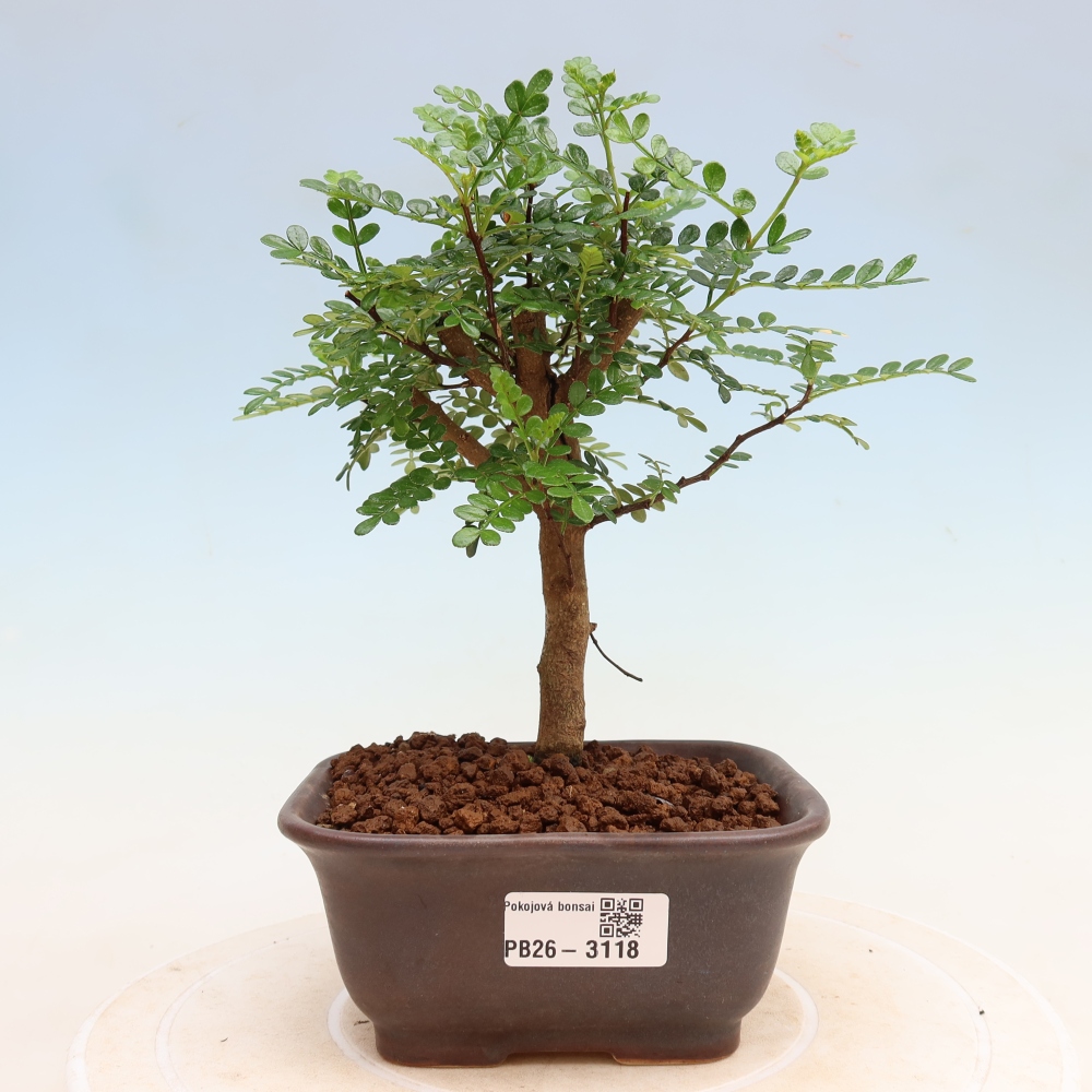 Salle bonsaï - Zantoxylum piperitum - arbre à poivre