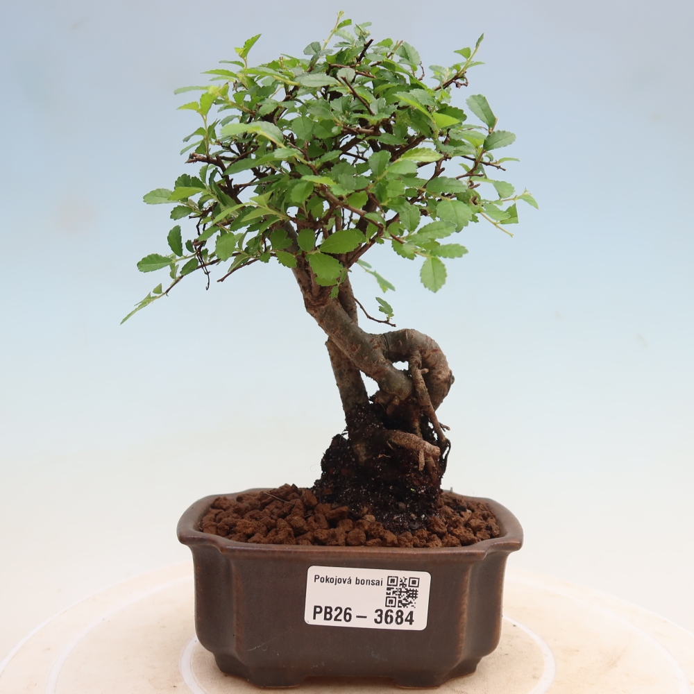 Bonsaï de chambre - Ulmus parvifolia - Orme à petites feuilles
