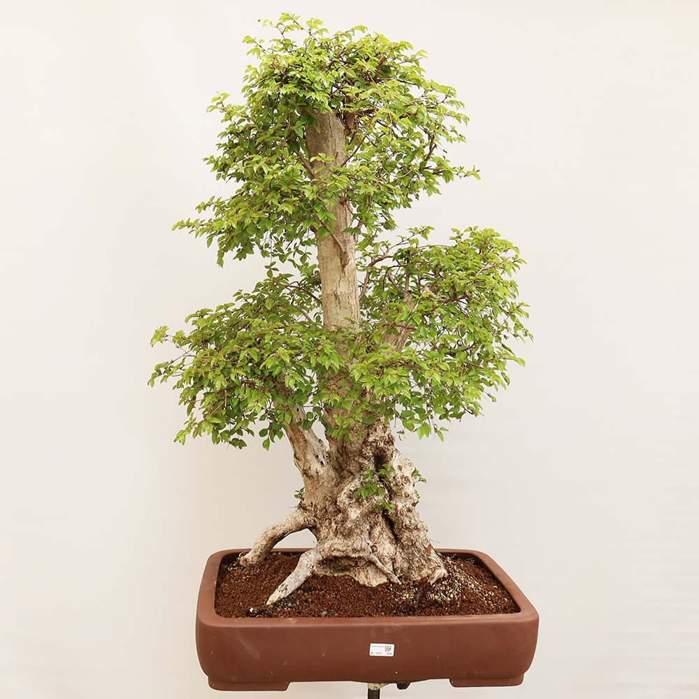 Bonsaï d'extérieur -Carpinus Coreana - Charme de Corée