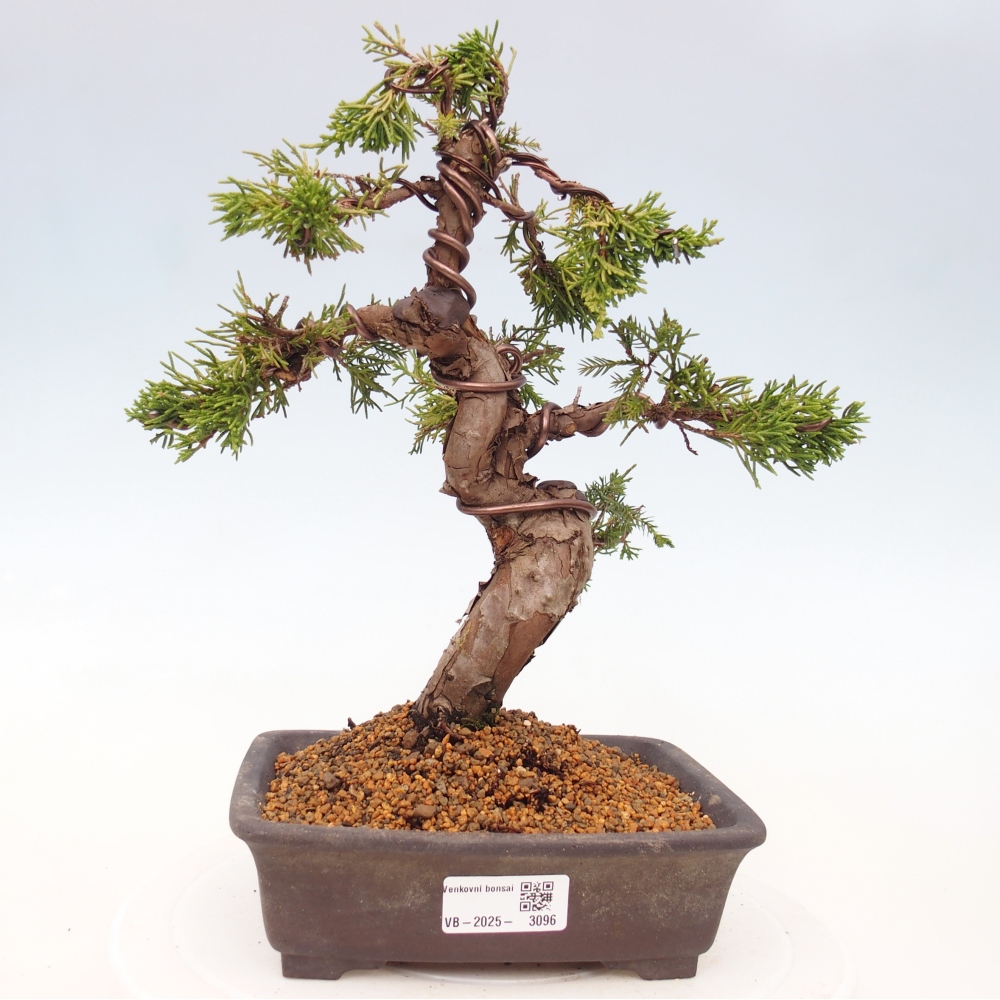 Bonsaï d'extérieur - Juniperus chinensis Itoigawa