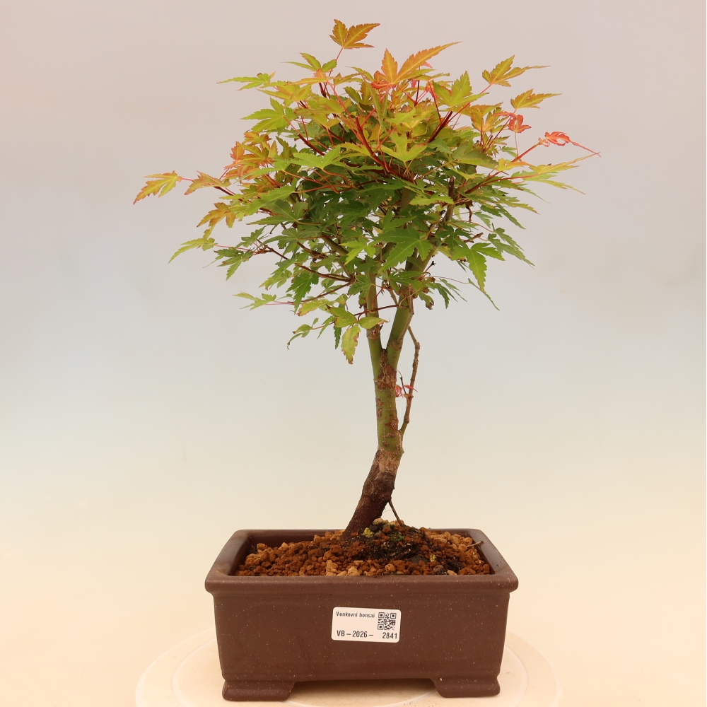Érable de Norvège - Acer palmatum Beni Tsukasa