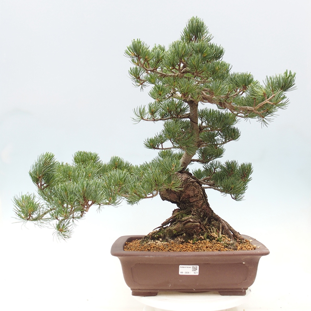 Bonsaï d'extérieur - Pinus parviflora - Pinus parviflora