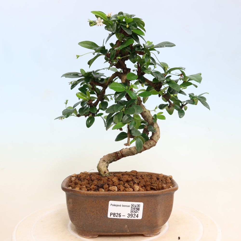 Bonsaï de chambre - Carmona macrophylla - Tea fuki
