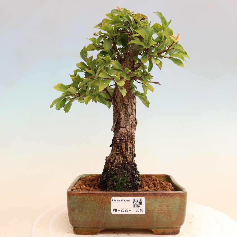 Bonsaï d'extérieur - Zelkova - Zelkova NIRE